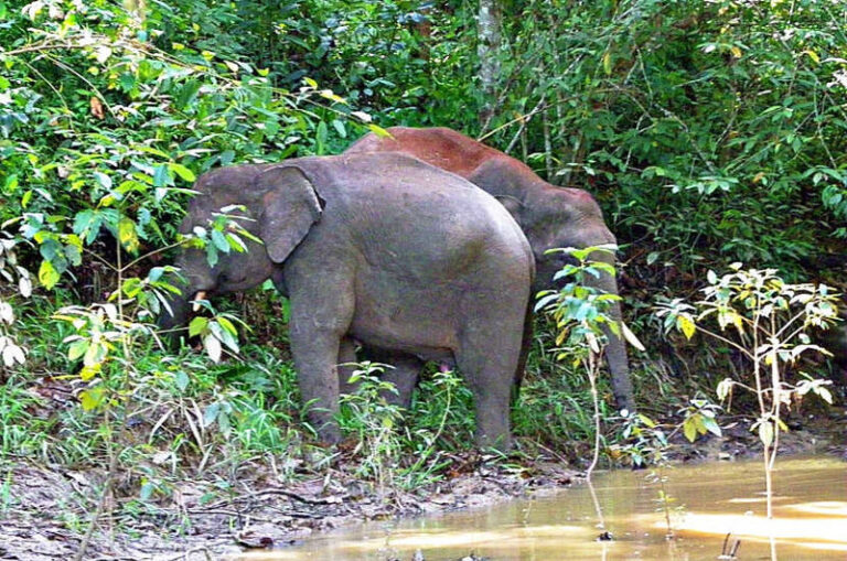 3D2N Discover Kinabatangan River with stay at Bilit Adventure Lodge in Sandakan - Day 1: A two-hour afternoon cruise