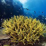 6D5N PADI Open Water and Advanced Open Water Diving Courses - Days 1 to 3: learning the basics at a measured pace