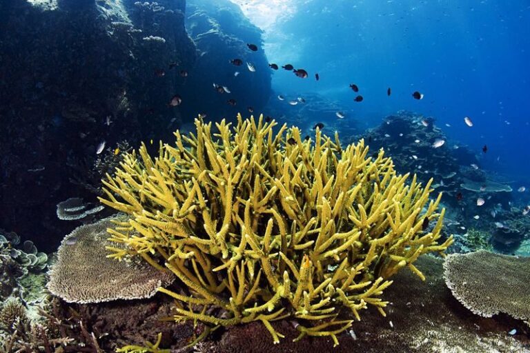 6D5N PADI Open Water and Advanced Open Water Diving Courses - Days 1 to 3: learning the basics at a measured pace