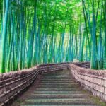 9 Day Independent Japan by Vio Travel - Tokyo by bus: shrines, Sky Tree and the bay