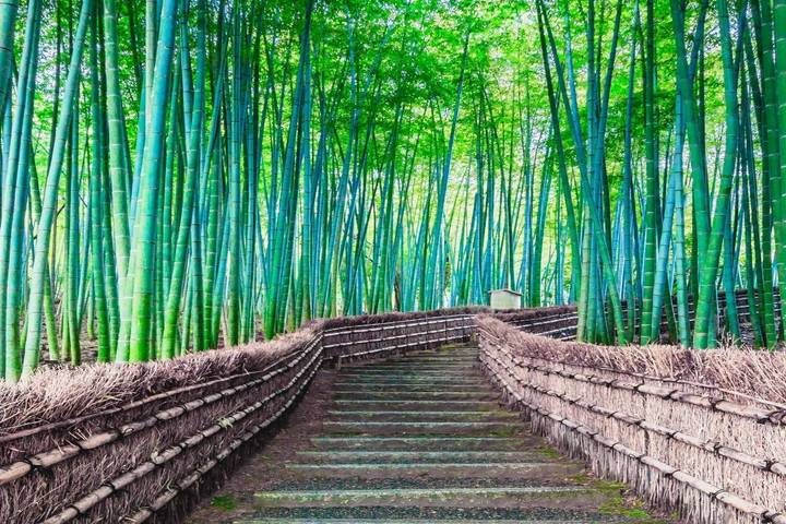 9 Day Independent Japan by Vio Travel - Tokyo by bus: shrines, Sky Tree and the bay