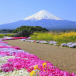 9-person small group tour | Six major photo spots at Mount Fuji | Arakurayama Sengen Park & Hinokawacho Clock Shop & Internet-famous Lawson & Oshino Hakkai & Lake Kawaguchiko & Lake Yamanakako | Departing from Tokyo - Lake Yamanakako: a calmer first view