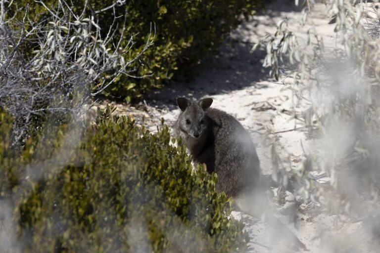 Abrolhos Islands Discovery Tour from Geraldton - East Wallabi: beach, walk and reef