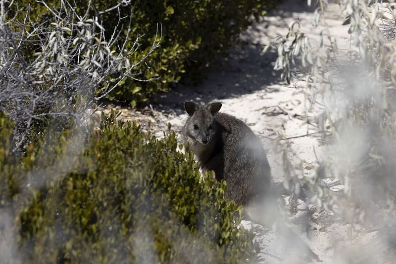 Abrolhos Islands Discovery Tour from Geraldton - East Wallabi: beach, walk and reef