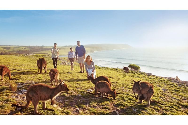 Adelaide Kangaroo Island Day Tour (Chinese Guided 12-Person Small Group) - Lunch on your own before the long west-coast drive