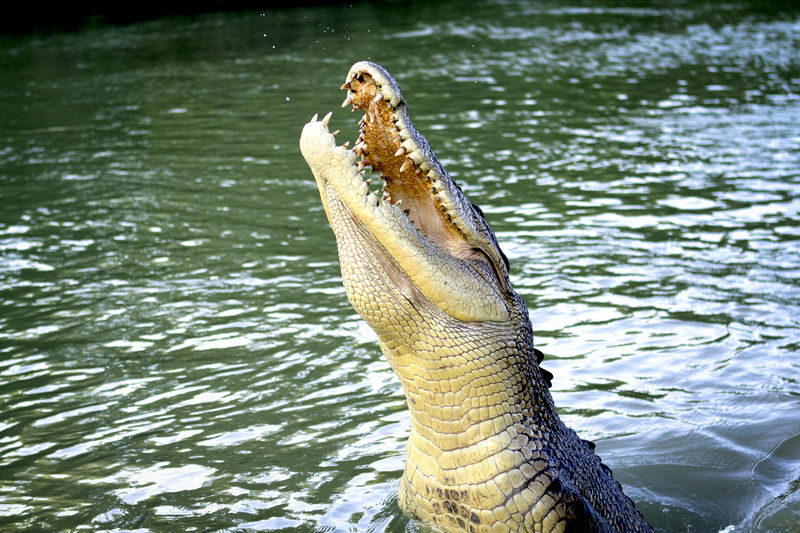 Adelaide River Jumping Croc Cruise Half Day Tour - The Arnhem Highway adds context to the afternoon