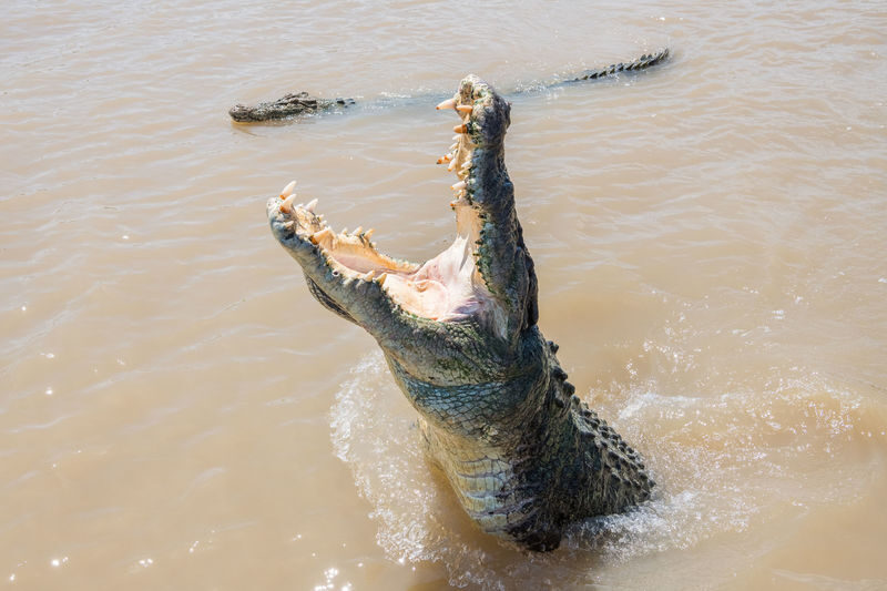Adelaide River Jumping Crocodile Cruise Tour - From Darwin to the Middle Point riverbank
