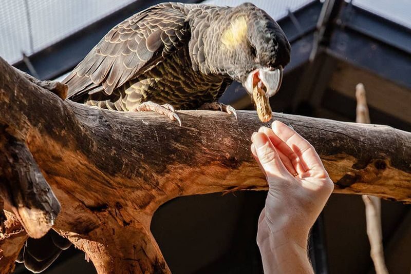 Adelaide Zoo: Keeper for a Day - Feed preparation, habitat cleaning and restricted areas