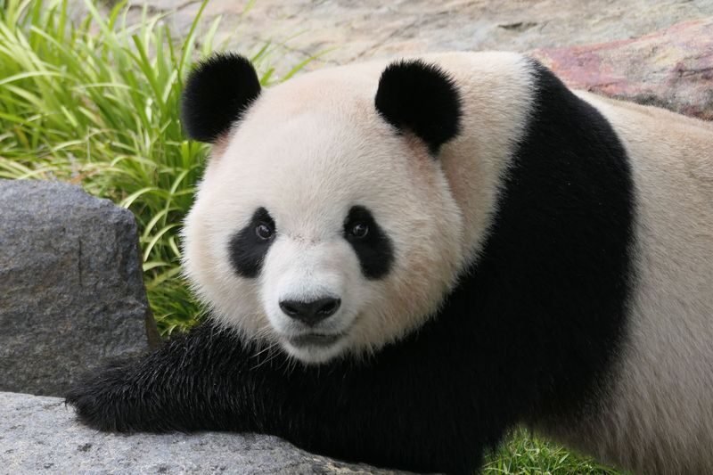 Adelaide Zoo Panda and Friends Tour (with Entry) - Watching Ravi eat breakfast in the treetops