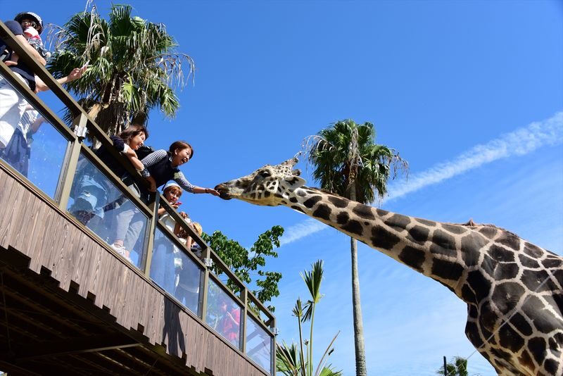 Adventure World Admission Ticket in Wakayama - Start with the Kenya Car