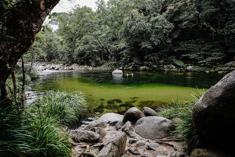 Afternoon Half-Day Daintree Rainforest Tour - Walking and swimming at Mossman Gorge