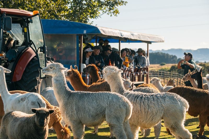 Agrodome Farm Show and Tour Ticket in Rotorua - Stay for the dog trial after the show