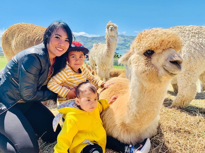Akaroa Shamarra Alpaca Farm Guided Tour - The drive is part of the plan