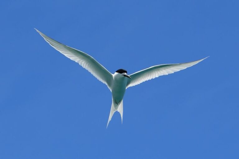 Akaroa Wildlife Cruise - Cliffs, Caves, Birds, and Wildlife
