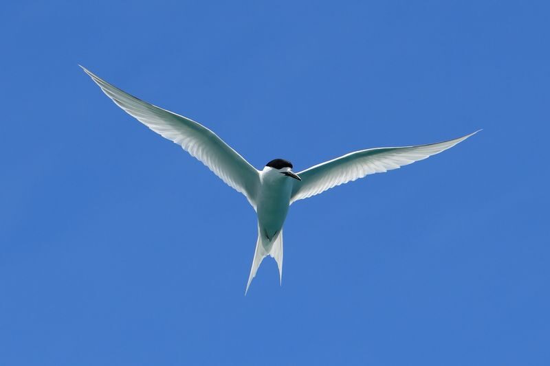 Akaroa Wildlife Cruise - Cliffs, Caves, Birds, and Wildlife
