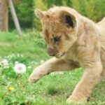Akiyoshidai Nature Zoo Safari Land Admission in Mine - More freedom for the animals, more variety for you