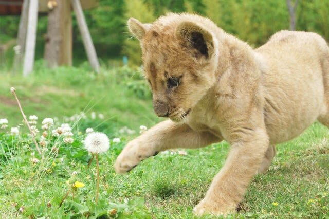 Akiyoshidai Nature Zoo Safari Land Admission in Mine - More freedom for the animals, more variety for you