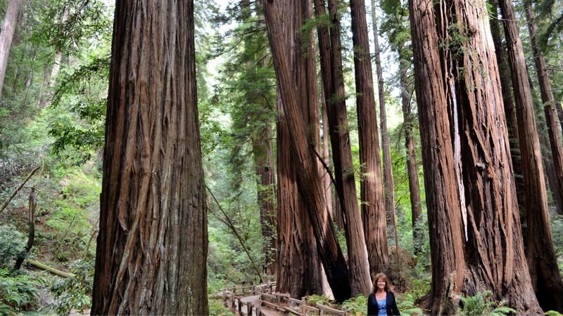 Alcatraz Island, Muir Woods, and Sausalito Join In Tour - Leaving Union Square for the redwoods