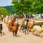 Alpaca+LEGOLAND+Nami Island+RailBike+Morning Calm Private Tour - Alpaca World: cute company, plenty of walking