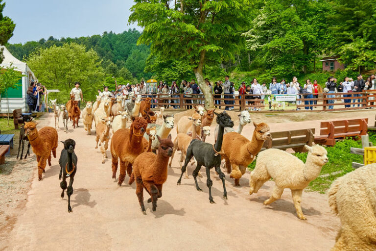 Alpaca+LEGOLAND+Nami Island+RailBike+Morning Calm Private Tour - Alpaca World: cute company, plenty of walking