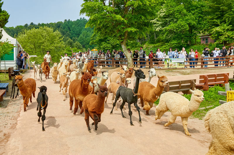 Alpaca+LEGOLAND+Nami Island+RailBike+Morning Calm Private Tour - Alpaca World: cute company, plenty of walking