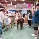 Alpaca Petting Experience in Tokyo Alpaca Petting Park - What happens during your visit