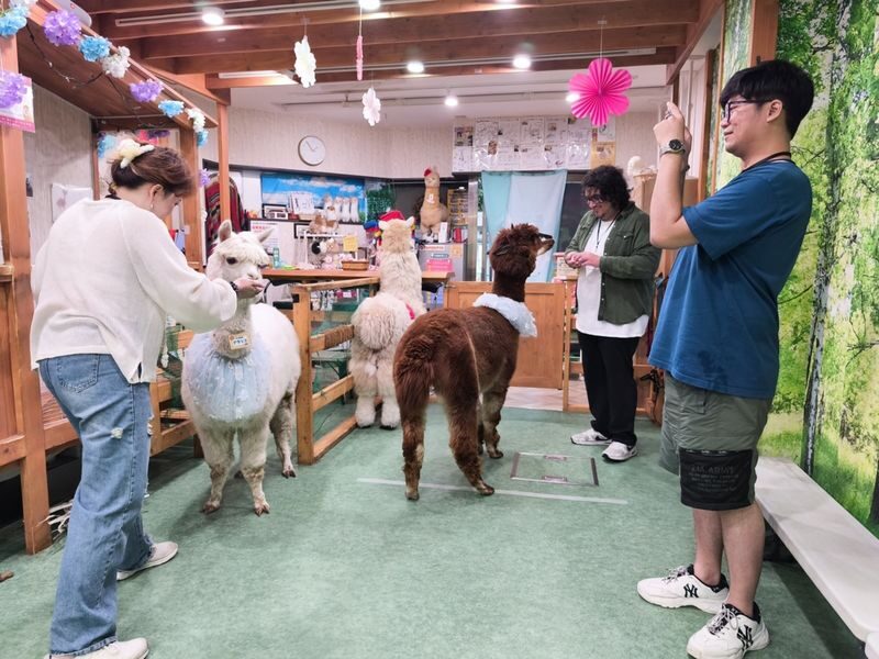 Alpaca Petting Experience in Tokyo Alpaca Petting Park - What happens during your visit