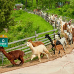 Alpaca World / Nami Island / Rail Bike / Legoland & More Day Tour - Alpaca World: feeding time and uphill paths