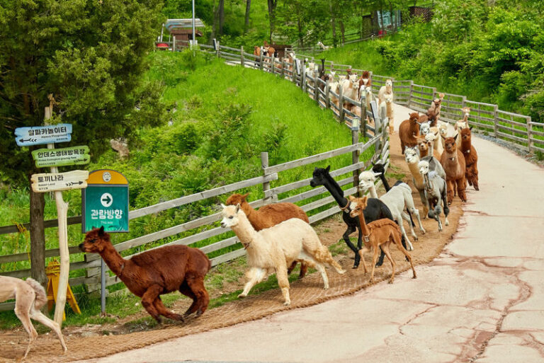 Alpaca World / Nami Island / Rail Bike / Legoland & More Day Tour - Alpaca World: feeding time and uphill paths