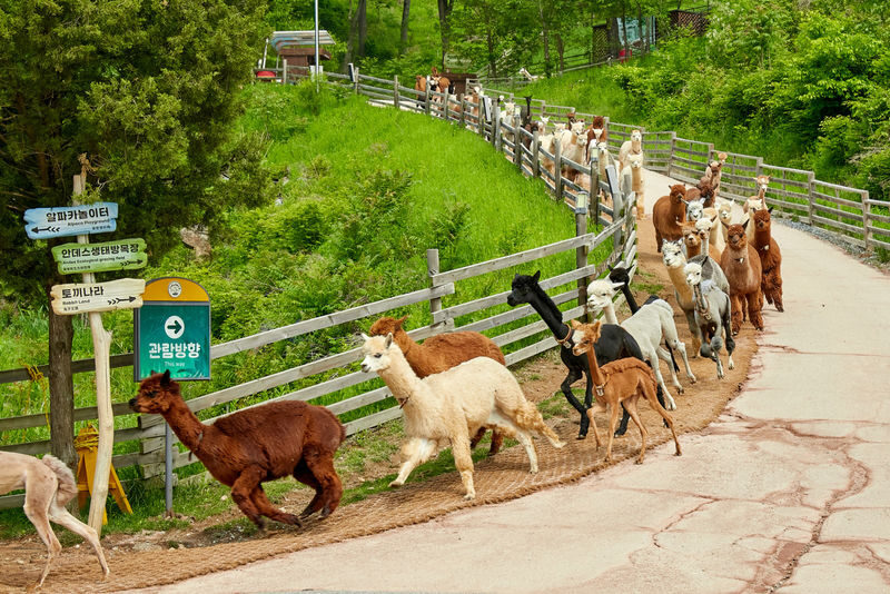 Alpaca World / Nami Island / Rail Bike / Legoland & More Day Tour - Alpaca World: feeding time and uphill paths