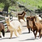 Alpaca World Ticket in Hongcheon, Gangwon-do - Animal encounters beyond the alpaca paddocks