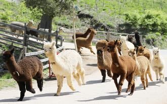 Alpaca World Ticket in Hongcheon, Gangwon-do - Animal encounters beyond the alpaca paddocks