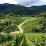 Alsace vineyard tour from Strasbourg - Two wineries, with time to taste and ask questions