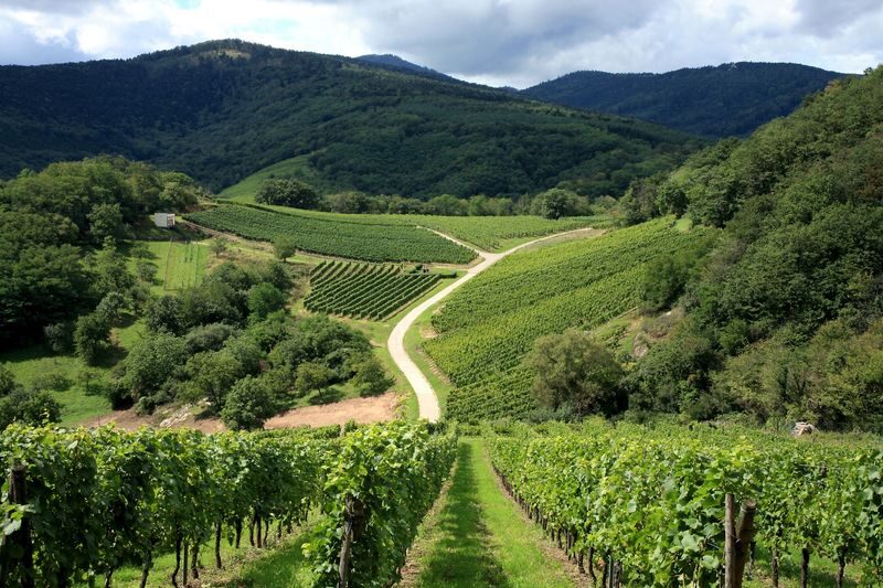 Alsace vineyard tour from Strasbourg - Two wineries, with time to taste and ask questions