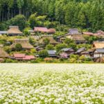 Amanohashidate & Ine Bay Sightseeing Boat & Kyoto Miyama Thatched Village One-Day Tour (Departing from Osaka/Kyoto) - Ine Bay and the funaya from the water