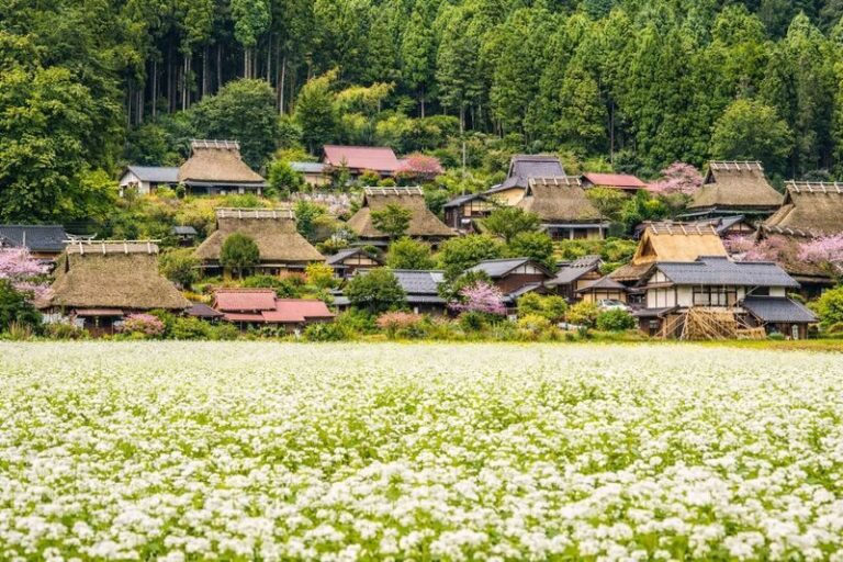 Amanohashidate & Ine Bay Sightseeing Boat & Kyoto Miyama Thatched Village One-Day Tour (Departing from Osaka/Kyoto) - Ine Bay and the funaya from the water