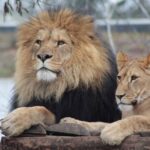 Amboseli National Park Full-Day Safari with Mountain Views - The mountain is a bonus, not a booking guarantee