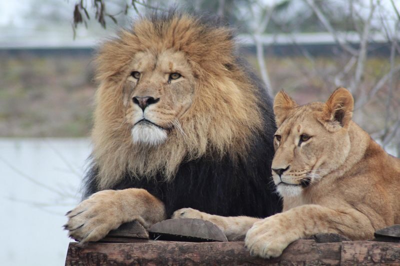 Amboseli National Park Full-Day Safari with Mountain Views - The mountain is a bonus, not a booking guarantee