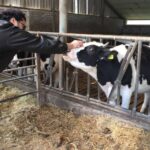 Amsterdam Countryside Half-Day E-Bike Tour - Village lanes, canals, and working farms