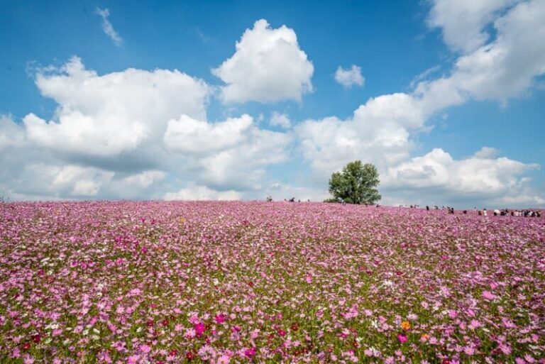 Anseong Farmland & Yeoju Premium Outlets Full-Day Shopping & Nature Tour - What to expect at Anseong Farmland