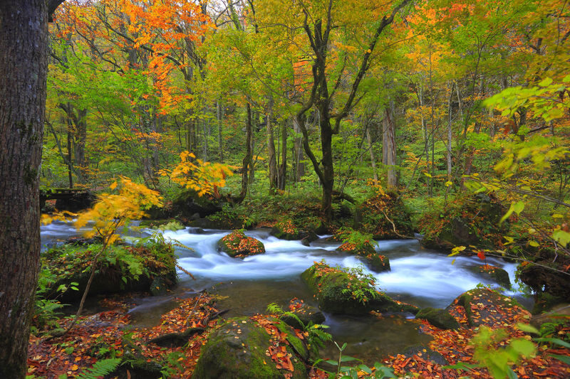 Aomori Day Trip: Oirase Gorge & Towada Lake - Lake Towada gives the day room to breathe