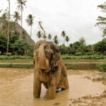 Aonang Elephant Sanctuary Experience - Feeding fruit and making food balls