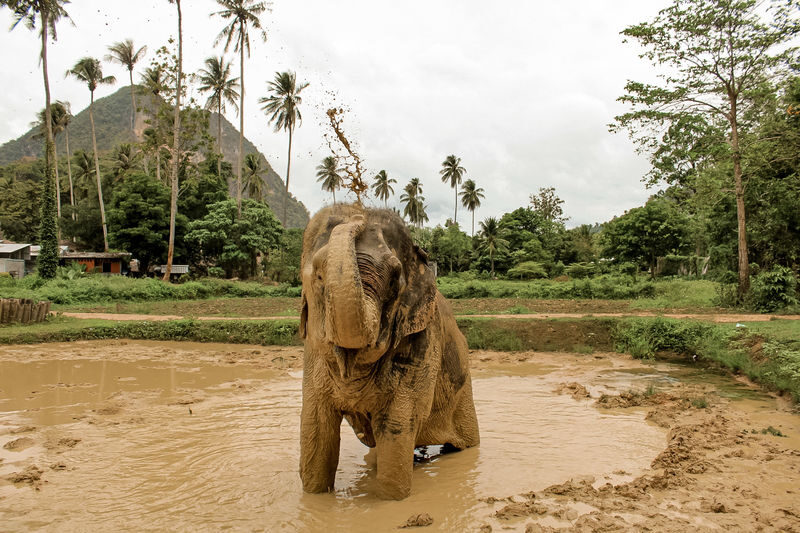 Aonang Elephant Sanctuary Experience - Feeding fruit and making food balls