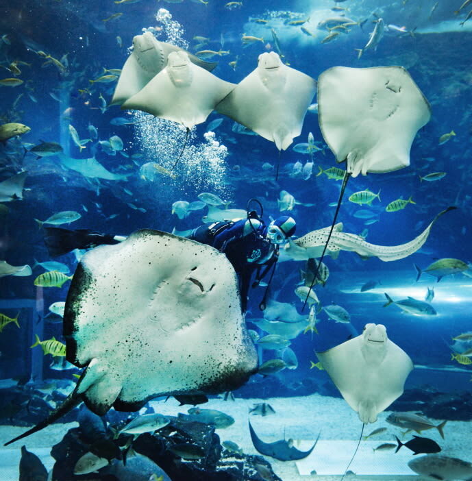 Aqua Planet Ticket in Ilsan - Start with the giant window and tunnel tanks