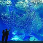 Aqua World Ibaraki Prefectural Oarai Aquarium Ticket - Make room for the dolphin and sea lion performances