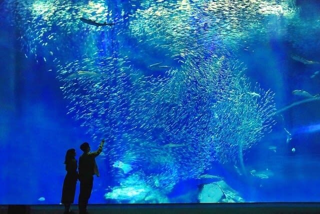 Aqua World Ibaraki Prefectural Oarai Aquarium Ticket - Make room for the dolphin and sea lion performances