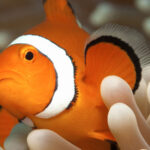 AquaQuest Day Trip to the Outer Reef - Snorkelling, introductory scuba, or certified scuba