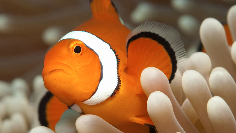 AquaQuest Day Trip to the Outer Reef - Snorkelling, introductory scuba, or certified scuba