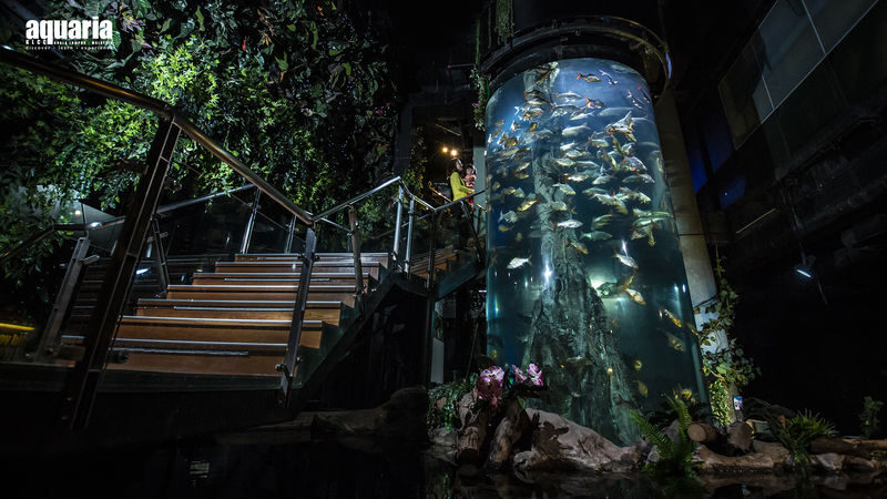 Aquaria KLCC Ticket - Follow the Exhibits at Your Own Pace
