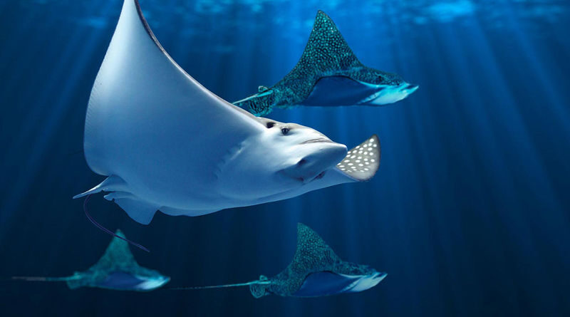 Aquaria Phuket Ticket - Four zones, with plenty to look at